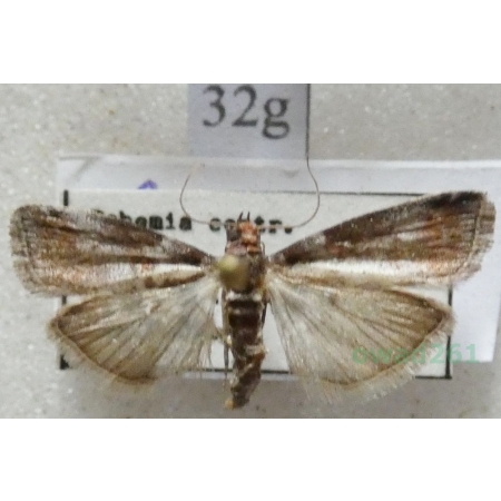 Acrobasis sodalella Zeller, 1848 Czech32g